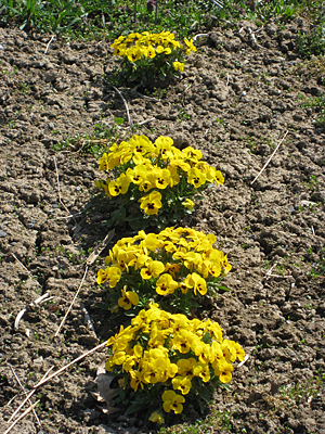 pansy unmulched